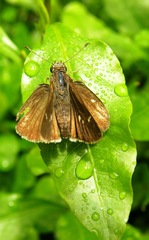 Hesperiinae