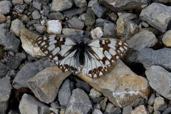 Melanargia occitanica