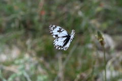 Melanargia occitanica
