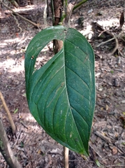 Monstera obliqua