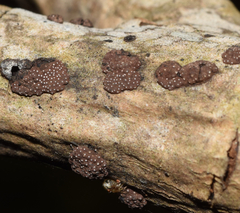 Hypoxylon perforatum