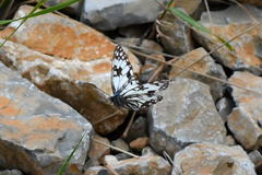 Melanargia occitanica