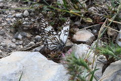 Melanargia occitanica