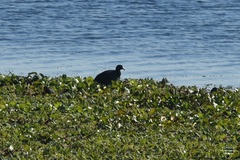 Fulica americana