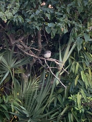 Mimus polyglottos image