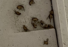 Diptera