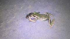 Ranoidea cyclorhynchus