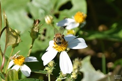 Apis mellifera