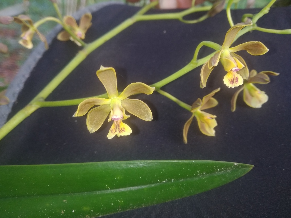 Encyclia betancourtiana Carnevali & I.Ramírez