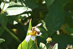 Apis mellifera