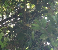 Hylophilus thoracicus