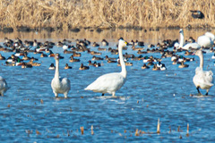 Cygnus columbianus columbianus