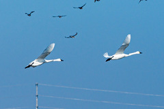 Cygnus columbianus columbianus