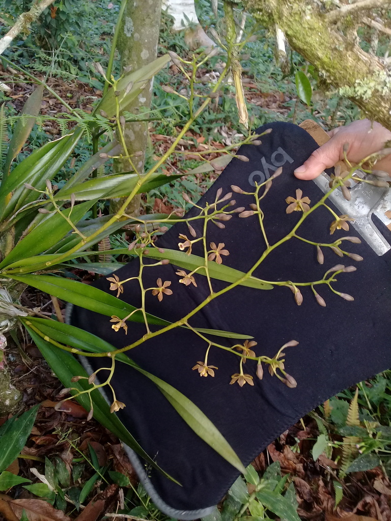 Encyclia betancourtiana Carnevali & I.Ramírez 2