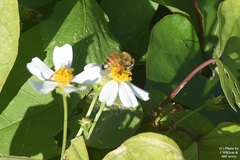 Apis mellifera