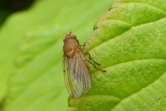 Sapromyza simillima