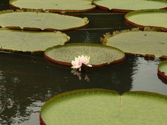 Victoria amazonica