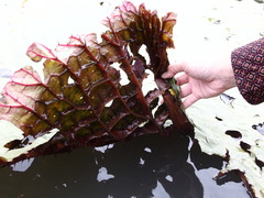 Victoria amazonica