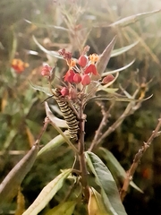 Danaus erippus