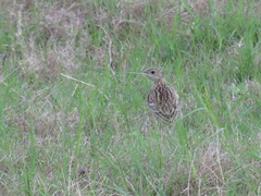Anthus spragueii