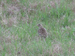 Anthus spragueii