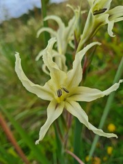 Gladiolus undulatus