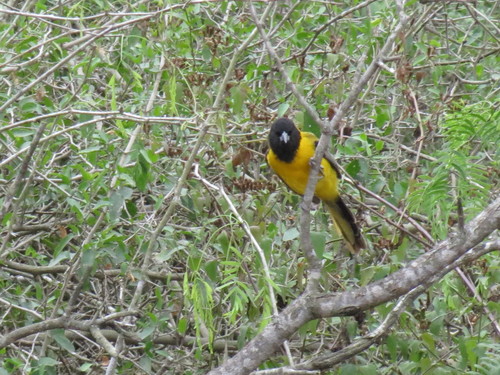 Icterus graduacauda