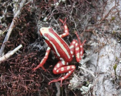 Epipedobates anthonyi