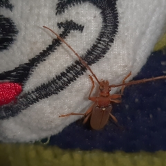 Miltesthus marginatus