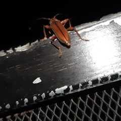 Miltesthus marginatus