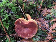 Aureoboletus mirabilis