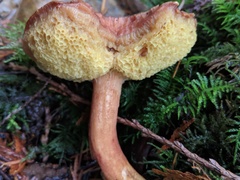 Aureoboletus mirabilis