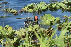 Gallinula galeata