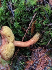 Aureoboletus mirabilis