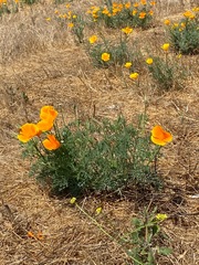 Eschscholzia californica