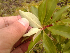 Escallonia discolor