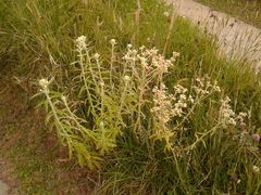 Pseudognaphalium elegans