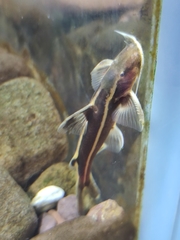 Glyptothorax laosensis