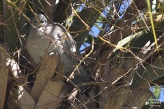 Streptopelia decaocto