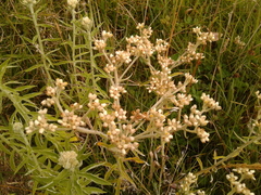 Pseudognaphalium elegans