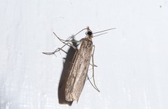 Eudonia leptalaea