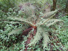 Polystichum speciosissimum