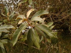 Critoniopsis bogotana