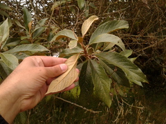 Critoniopsis bogotana
