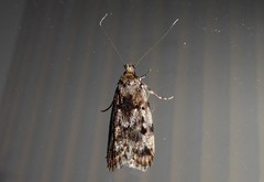 Barea exarcha