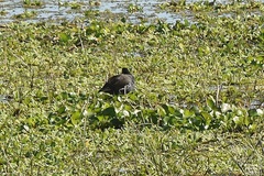 Gallinula galeata