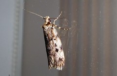 Barea exarcha