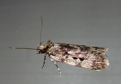 Barea exarcha