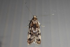Barea exarcha