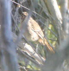 Drymodes brunneopygia